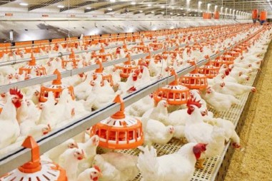 Nguồn protein mới cho chăn nuôi