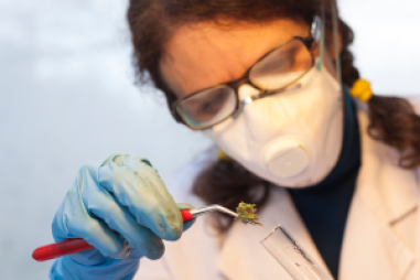 Hướng dẫn phòng thử nghiệm thực hiện các phép đo THC, CBD chính xác