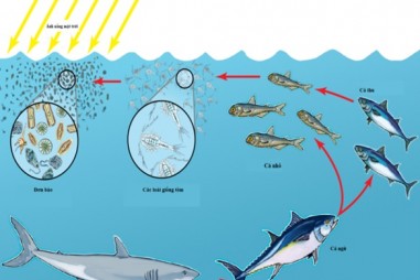 Vi nhựa - Những tác động tới môi trường và sức khỏe con người