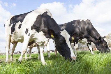 Phương pháp mới chiết xuất dư lượng kháng sinh trong thực phẩm từ nguồn động vật