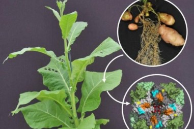 Nghiên cứu mới có thể dẫn đến bước đột phá lớn trong sản xuất cây trồng