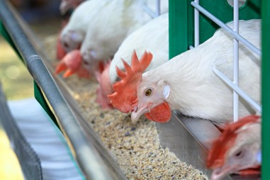 Các nhà nghiên cứu tìm hiểu tác động của thức ăn côn trùng và vi tảo đến chất lượng thịt