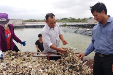 Chế phẩm vi khuẩn tía quang hợp không lưu huỳnh