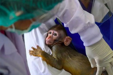 Những ứng viên tiềm năng của cuộc đua vaccine phòng Covid-19