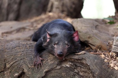 Căn bệnh kỳ lạ ở quỷ Tasmania có thể giúp điều trị ung thư ở người