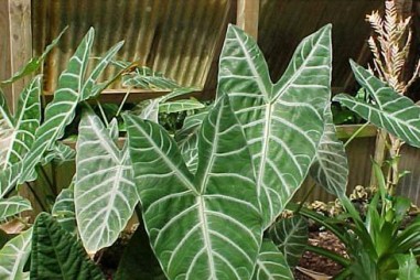 Nghiên cứu cách thực vật bảo vệ lục lạp dưới ánh nắng mặt trời