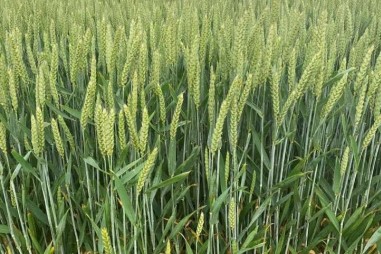 Nấm có thể làm giảm sự phụ thuộc vào phân bón