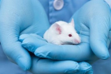 Dị ứng từ động vật nơi phòng thử nghiệm