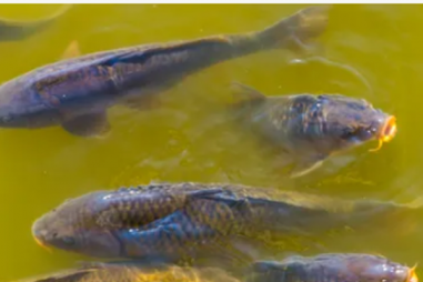 Nghiên cứu mới: Nuôi trồng thủy sản bằng nước thải đã qua xử lý không đe dọa sức khỏe con người