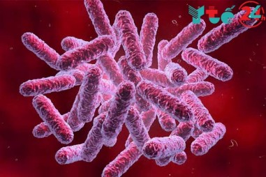 Đánh giá kháng nguyên tái tổ hợp hemolysin co-regulated protein 1 trong chẩn đoán nhanh bệnh nhân nhiễm melioidosis bằng kỹ thuật ELISA