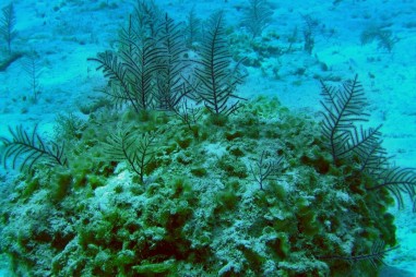 Vi khuẩn được thiết kế để sản sinh kháng sinh san hô