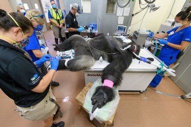 Phân tích gen cho thấy nhiều loài động vật dễ mắc Covid-19