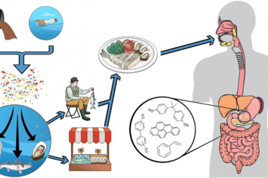 Lần đầu tiên phát hiện hạt vi nhựa trong nội tạng người