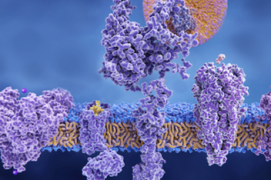 Cái nhìn sâu sắc mới về các protein màng chính