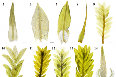 Ô nhiễm kim loại nặng trong không khí: Khi rêu trở thành “chứng nhân”