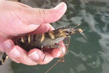 Thuốc trừ sâu nông nghiệp có thể ảnh hưởng đến tôm và hàu