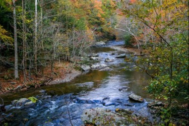 Thực vật có thể giúp các bác sĩ pháp y tìm thấy xác chết nhanh hơn