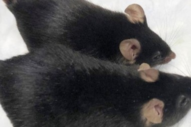 Đưa chuột biến đổi gien vào không gian, một tháng sau nhận kết quả bất ngờ