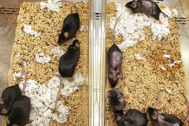 Thực phẩm bổ sung cho người tập thể hình có thể làm chậm lão hóa