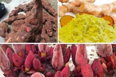 Xác thực hà thủ ô đỏ dựa vào đa hình chiều dài sản phẩm PCR vùng INTRON của gen lạp thể atpF