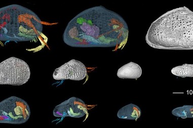 Tìm thấy hổ phách 100 triệu năm tuổi chứa mẫu vật tôm hạt hiếm