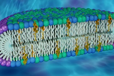Mô hình màng tế bào mới có thể là chìa khóa để khám phá các tính năng protein mới