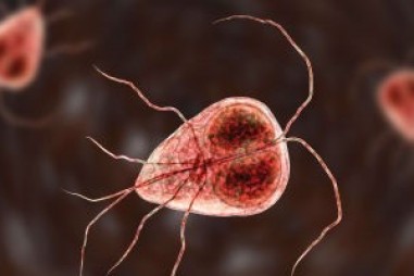 Các nhà khoa học luôn nắm bắt được các đợt bùng phát bệnh truyền nhiễm ra sao?