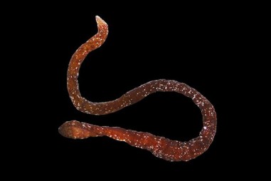 Phát hiện loài giun ruy băng đầu tiên ở Caribean