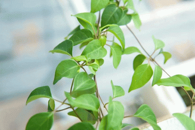 Sản xuất phụ gia chống ăn mòn cho xăng sinh học từ lá giang