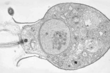 Các nhà khoa học vừa phát hiện hai loài sinh vật đầu tiên ăn virus, và điều đó có ý nghĩa cực kỳ quan trọng
