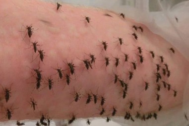 Kỷ lục: Nhà nghiên cứu cho 5.000 con muỗi đốt trong một ngày vì khoa học