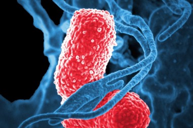 Một vi khuẩn tưởng chừng vô hại trong khoang miệng có thể thúc đẩy sự tiến triển của ung thư