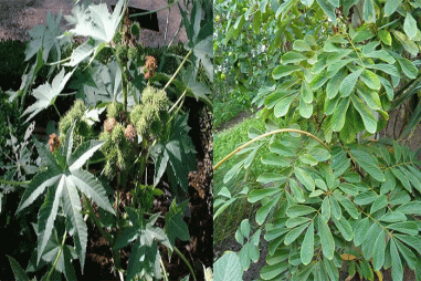 Chế phẩm sinh học trừ bọ phấn trắng từ cây thầu dầu và thuốc cá