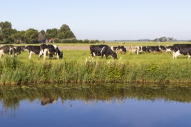 Nghiên cứu đánh giá cách giảm tình trạng kháng kháng sinh ở vật nuôi