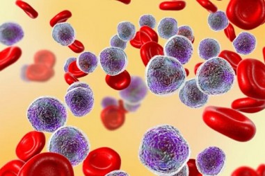 Vai trò mới của tế bào bạch cầu trong quá trình phát triển não bộ