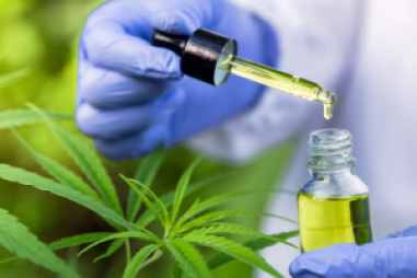 Các nhà nghiên cứu chỉ ra cách CBD giúp giảm tổn thương phổi do COVID