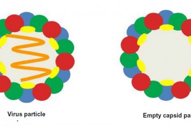 Sản xuất vaccine từ hạt giả virus gây bệnh lở mồm long móng