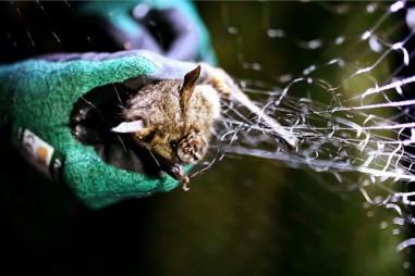 Rubella có thể lây truyền từ động vật sang người