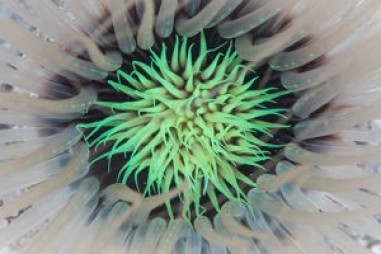 Độc tố của hải quỳ sống trong ống có tiềm năng dược lý