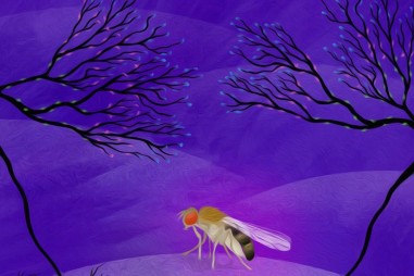 Phương pháp mới đánh dấu protein và hiển thị các thụ thể thần kinh