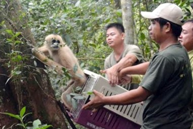 Nghiên cứu dữ liệu di truyền của động vật hoang dã: “Chìa khóa” giúp bảo tồn các loài nguy cấp đúng cách