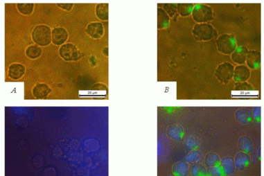 Chế tạo thành công bộ kít đánh dấu tế bào sử dụng chấm lượng tử