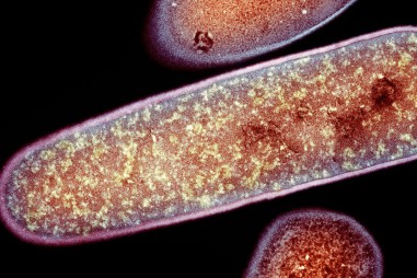 Loại men tạo ra kháng thể giúp ngăn chặn nhiễm trùng đường ruột