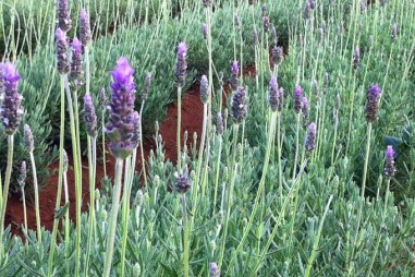 Việt Nam thử nghiệm trồng cây tinh dầu ôn đới