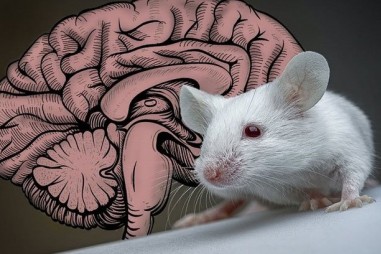 Dùng ánh sáng để dịch chuyển tức thời não chuột