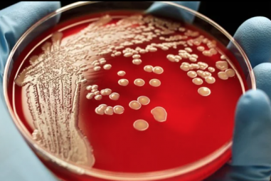 Phát hiện 12.000 loài vi khuẩn mới