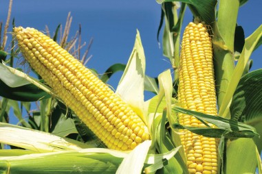 Khám phá di truyền học cây ngô