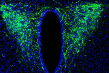 Mối liên hệ giữa căng thẳng và nhịp sinh học đến giấc ngủ