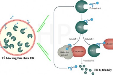 Fulvestrant - triển vọng độc đáo trong điều trị ung thư vú di căn