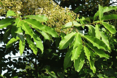 Nghiên cứu tác dụng bảo vệ gan của cao chiết từ lá vối